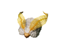 Шляпа_лунной_бабочки