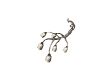 Колокольная Лоза